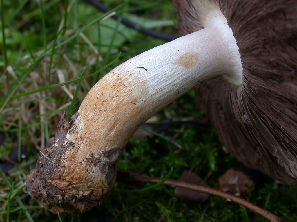 Agaricus sp ...